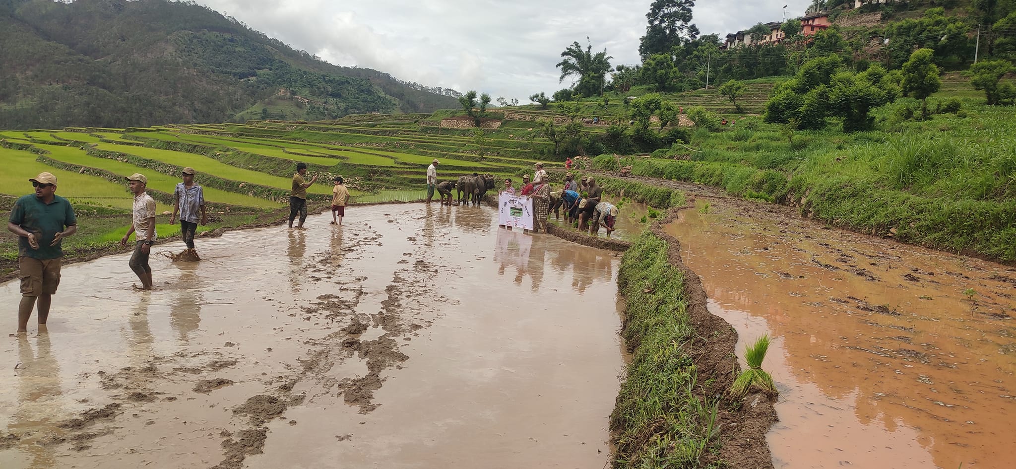 बैतडीमा पनि मनाइयो धान दिवस तथा रोपाइँ महोत्सव 
